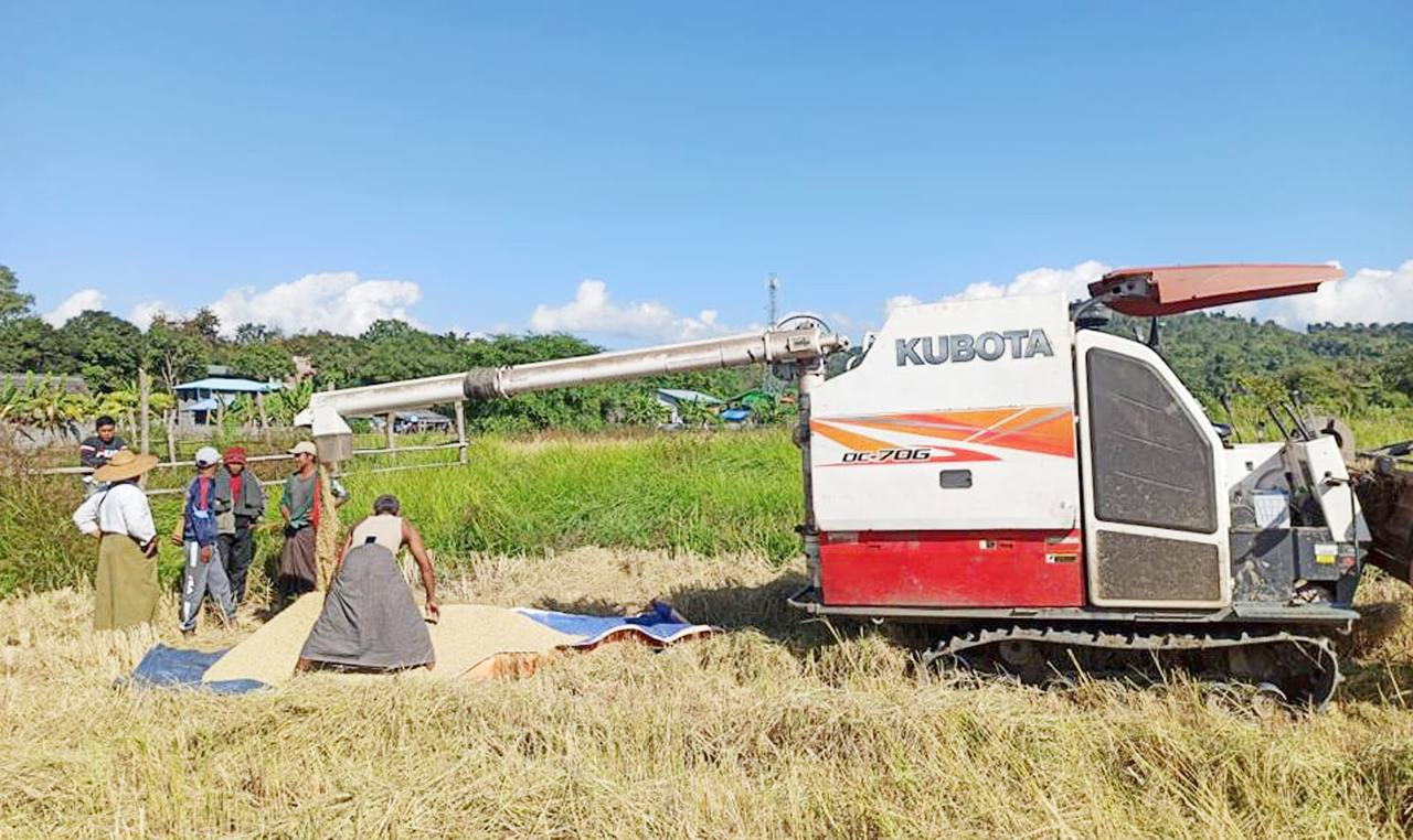 仰光省宋割县区进行雨季稻标准田的收割工作
