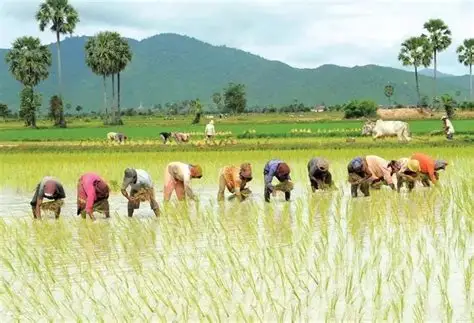 实皆省遵纳县区今年雨季已完成雨季稻3.4万多英亩的种植工作