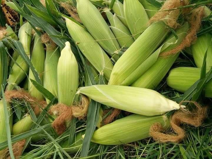 实皆省遵纳县区现雨季期间种植的雨玉米已有6千多英亩完成采收