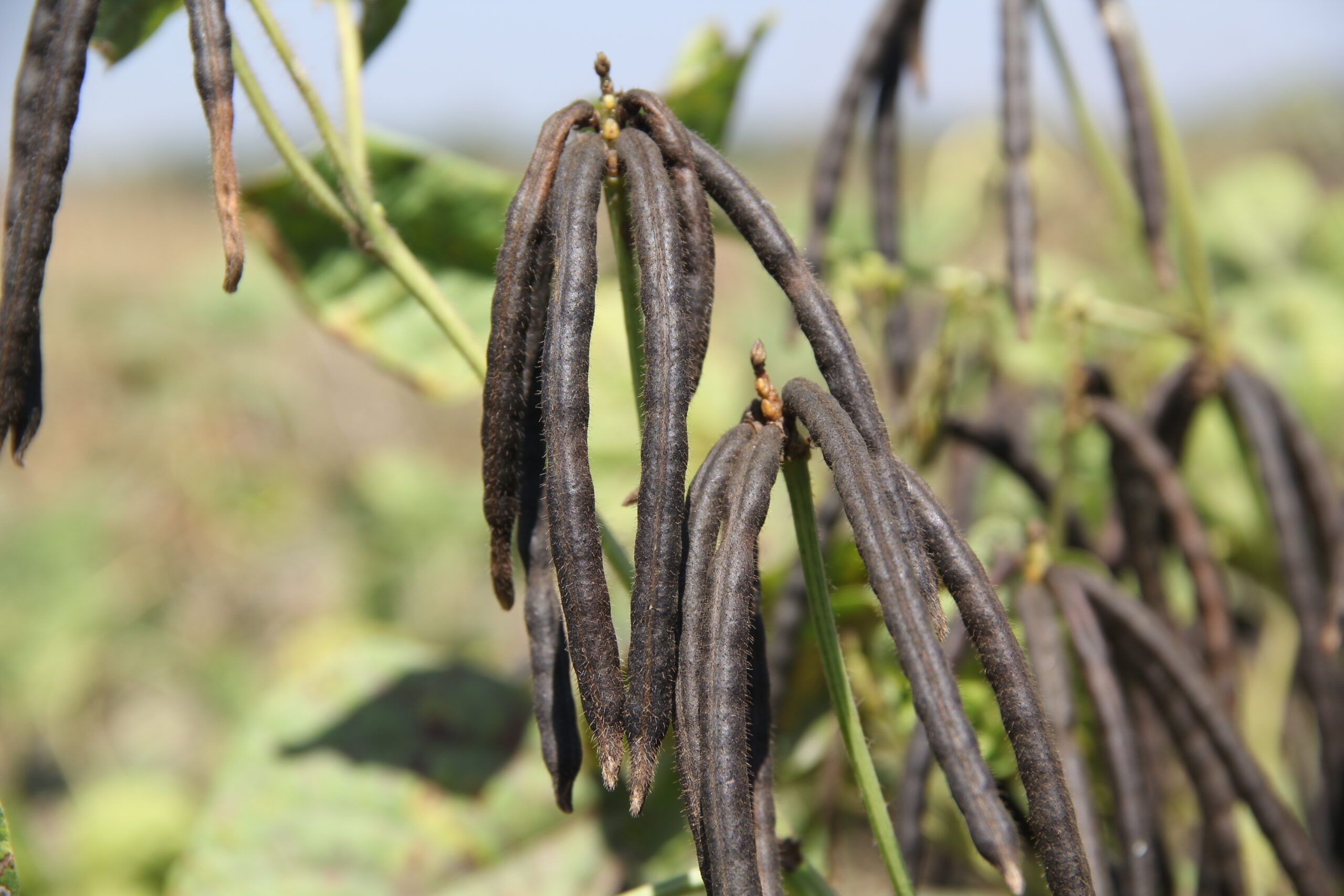缅甸国内黑麦豆作物种植情况介绍