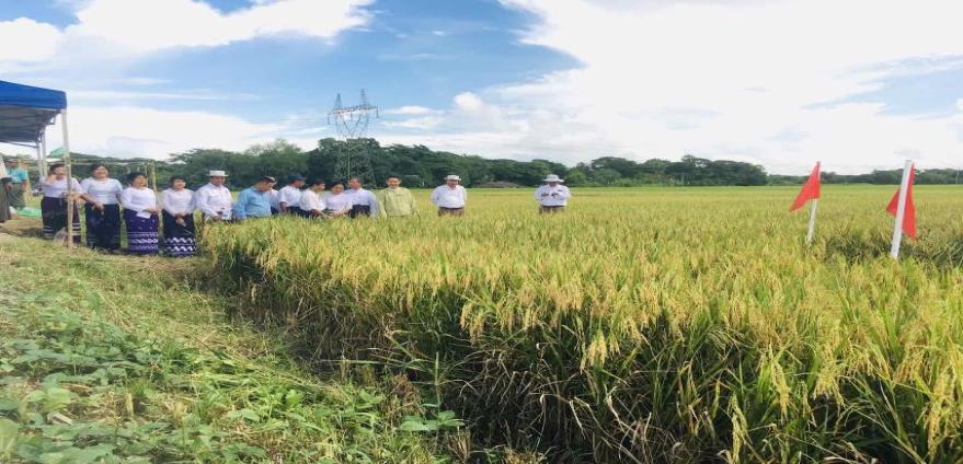 曼德勒省皎栖县区种植雨季稻5.2万英亩模范田内稻谷也茁壮成长