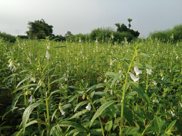 实皆省茵马宾专区今年种植的雨芝麻已完成18万多英亩采收工作