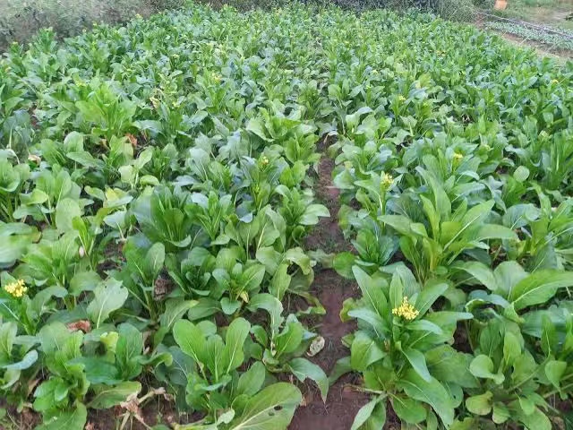 实皆省茵都县区今年冬季规划种植冬蔬菜3千多英亩