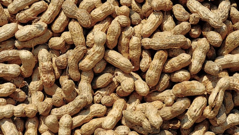 实皆省果林专区现财年冬季规划种植9千多英亩的冬花生