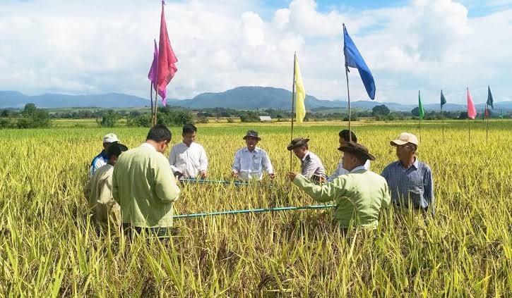 掸邦南部垒林县区彬龙镇区经济学了雨季稻标准田的收割工作