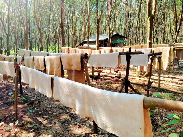 柬埔寨国家今年头10个月向国外出口橡胶获近4.5亿多美元收入