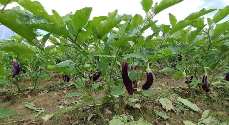 马圭省本漂县区现财年度冬季规划种植厨房作物2千多英亩