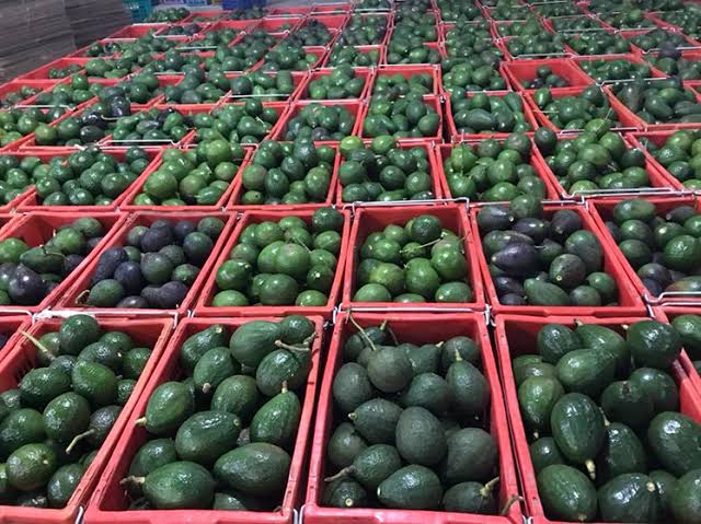 缅甸今年规划出口牛油果约5千吨