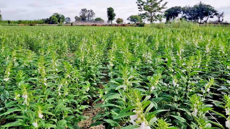 实皆省实皆县区今年雨季种植的雨芝麻2万多英亩已全部完成采收