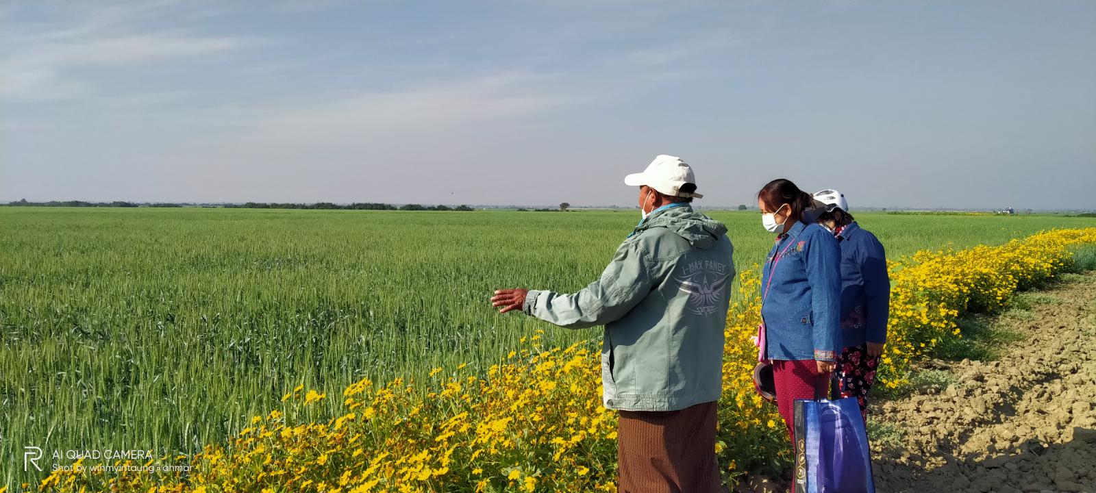实皆省蒙育瓦专区现财年冬季规划种植冬小麦作物近1.3万英亩