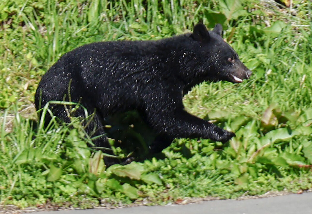 今年10月份日本国内被野熊侵袭的民众达88人