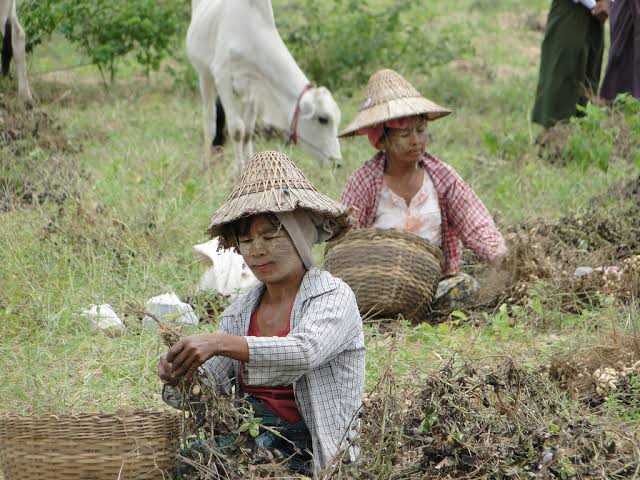 实皆省阿亚多县区种植的近1.7万英亩雨花生已采收1.4万英亩