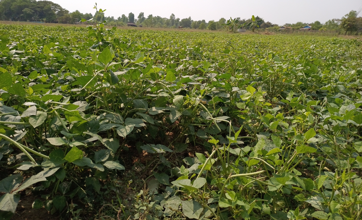 实皆省甘布鲁专区规划种植冬蔬菜作物8千多英亩已种3千多英亩