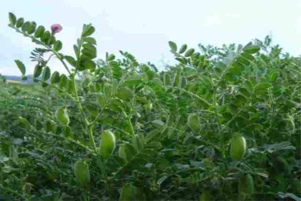 马圭省本漂县区冬季将种植鹰嘴豆作物5万多英亩已种1千多英亩