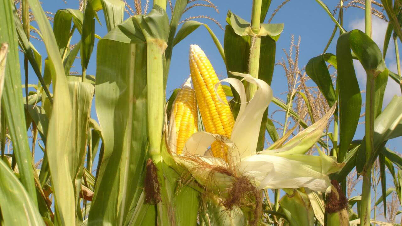 实皆省耶乌县区今年冬季规划种植玉蜀黍作物1千多英亩