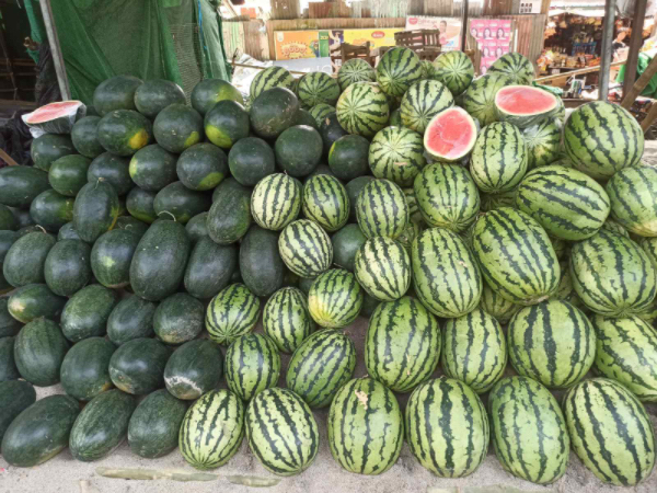 伊洛瓦底省棉昂县区种植生产出来的西瓜购买者众多在市场上畅销
