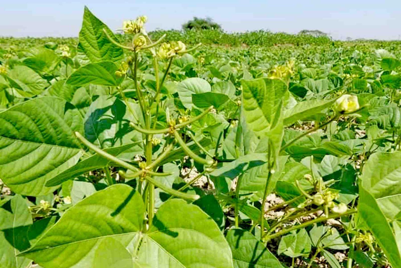 实皆省甘布鲁县区规划种植黑麦豆3.8万多英亩已种3.1万多英亩