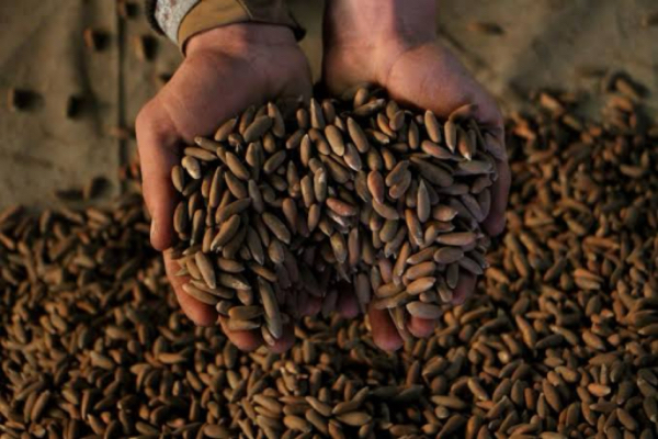 中亚阿富汗国家今年头8个月向国外出口松籽640多吨