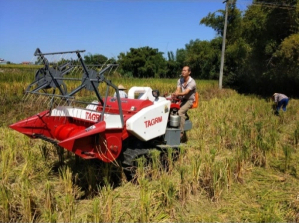 伊洛瓦底省邦达诺县区种植的9万多英亩雨季稻已开始采收工作