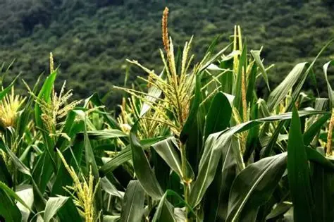 实皆省钦乌县区已完成雨玉米玉蜀黍的全部采收工作