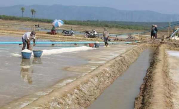 伊洛瓦底省纳不打县区生产出的日晒盐销路良好