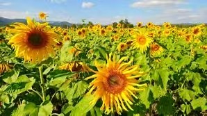 实皆省阿亚多县区规划种植冬向日葵2,725英亩已种植1千多英亩