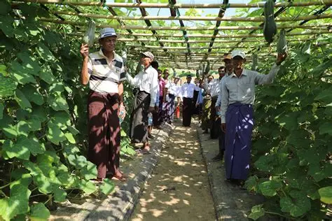伊洛瓦底省瓦溪码县区今年冬季规划种植各种厨房作物3千多英亩