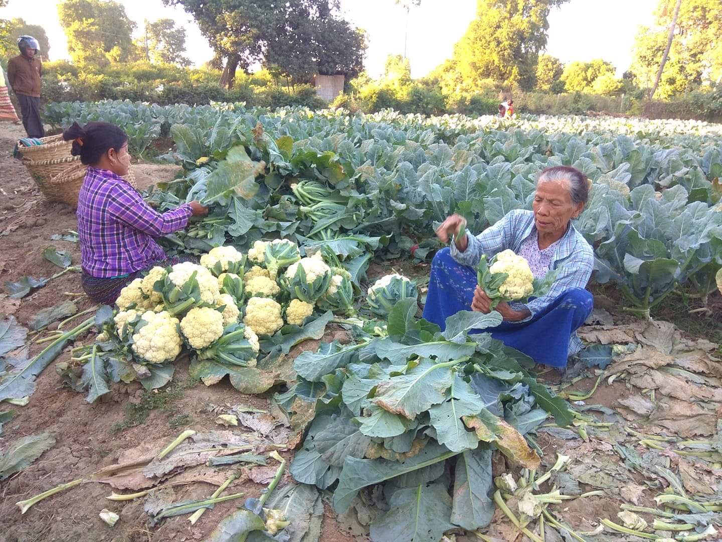 实皆省遵纳县区冬季种植的菜花这一蔬菜作物已大量出产上市
