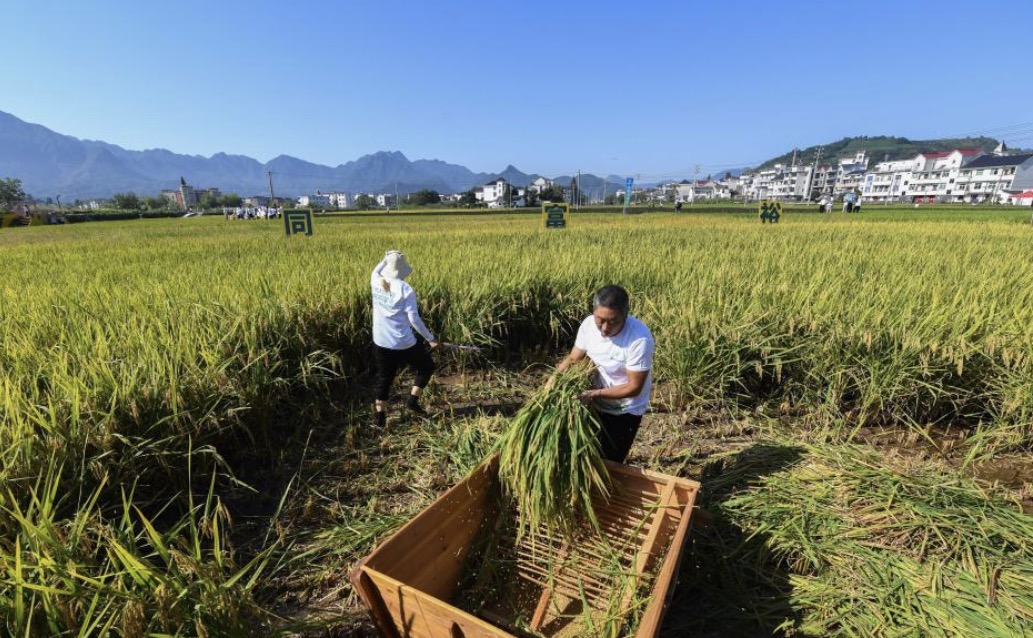 中亚阿富汗国家今年稻谷产量达到447,000公吨