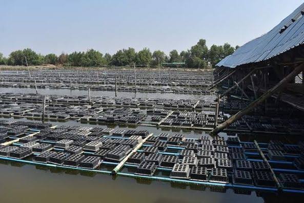 伊洛瓦底省纳不打县区11月份向仰光市输送出大量软壳螃蟹