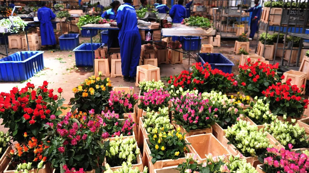 非洲肯尼亚国家在花卉市场前景看好之时期望增加出口