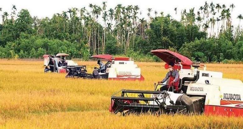 伊洛瓦底省甘基道县区种植的雨季稻已完成5.2万英亩收割工作