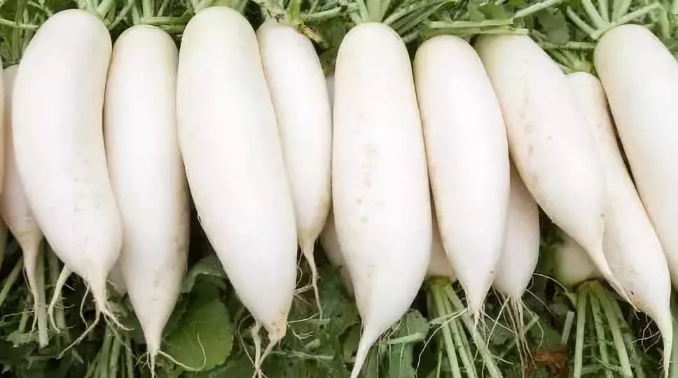 伊洛瓦底省兴实塔县区出产的白萝卜购买者众多销路良好好