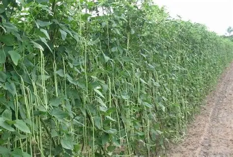 马圭省本漂县区冬季期间作为冬作物已种植豇豆1,600多英亩