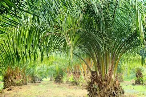 德林达依省高栋县区油棕树种植情况