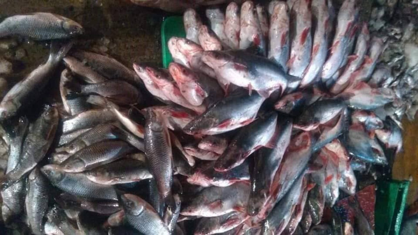 仰光金紫檀鱼市场上日进淡水鱼产品30万缅斤