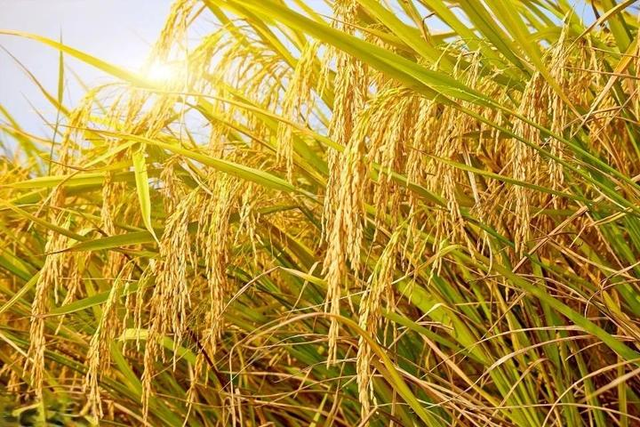 曼德勒省密达县区已完成雨季稻1万多英亩的收割工作