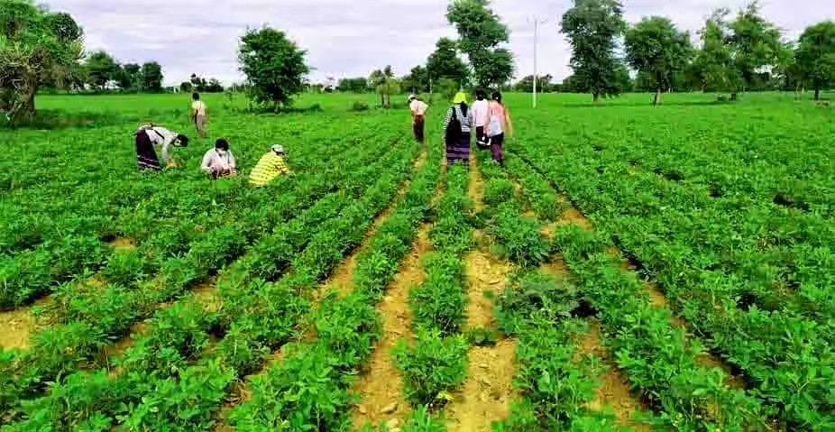 实皆省达木专区规划种植冬花生2千多英亩已种1千多英亩