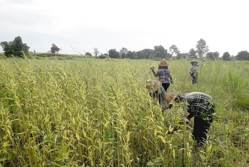 实皆省茵马宾专区种植的雨芝麻18万多英亩已全部完成采收工作