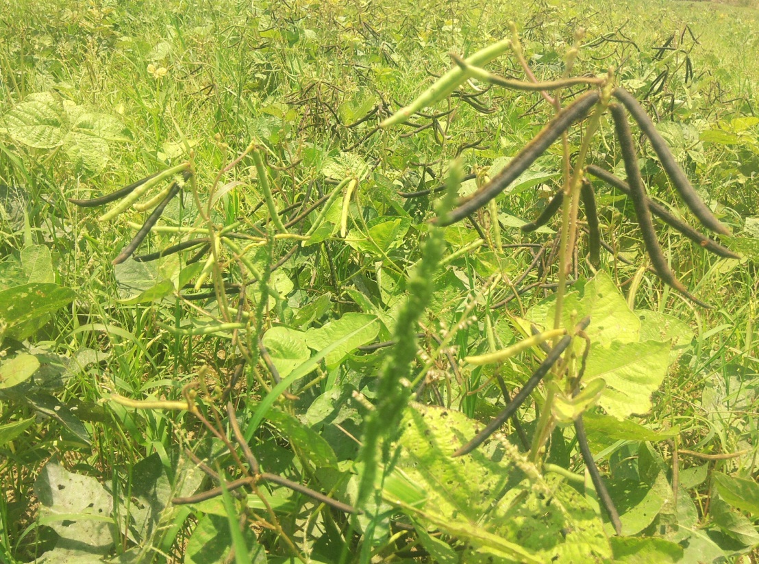 实皆省实皆县区冬季规划种植冬绿豆2千多英亩已种1千多英亩