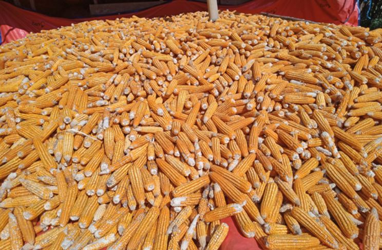 伊洛瓦底省兴实塔县区向仰光大都市输出了大量的玉蜀黍