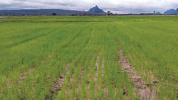 伊洛瓦底省达榜县区种植的雨季稻已有9千多英亩完成收割工作