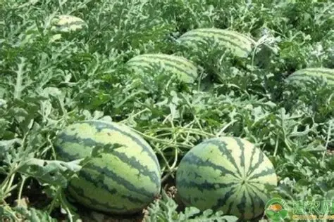 德林达依省土瓦专区格玲昂镇区民众们试验种植西瓜获得成功