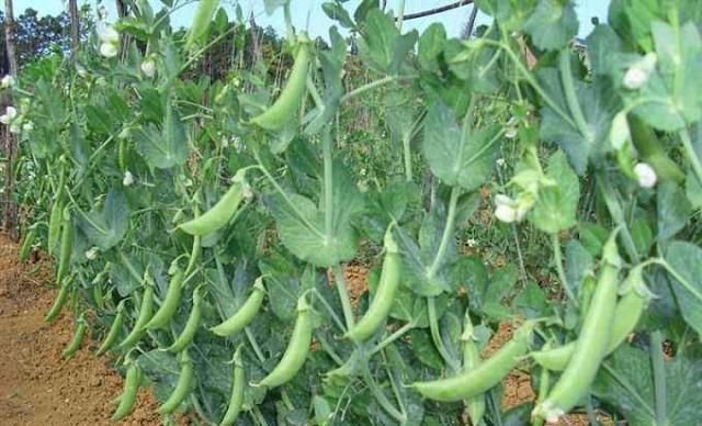 马圭省本漂县区规划种植冬豌豆3千多英亩已种1,500多英亩