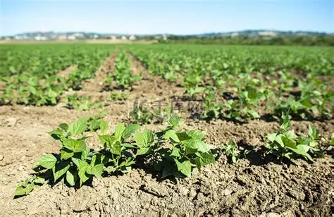 勃固省德宫县区现此财年冬季各种豆类种植情况