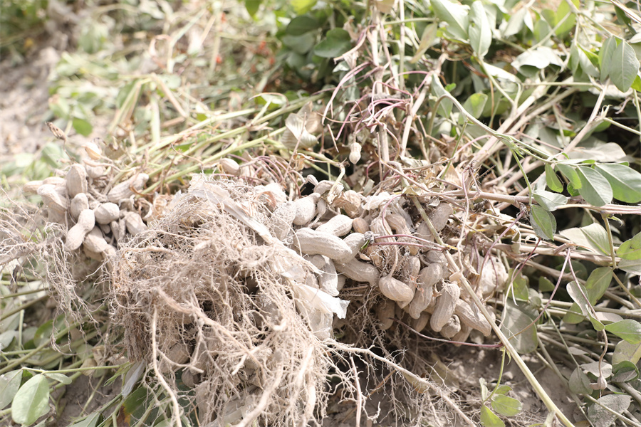 实皆省布达林县区已完成雨花生7千多英亩采收工作