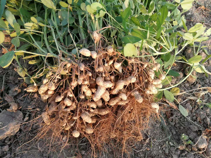 实皆省委勒县区完成了今年雨花生的全部采收工作