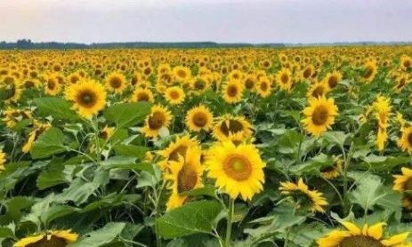 实皆省茵马宾专区冬季规划种植冬向日葵8.3万多英亩