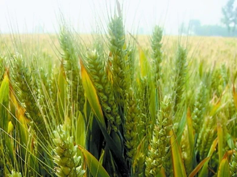 实皆省昌吴县区冬季规划种植1.2万多英亩冬小麦已种4千多英亩