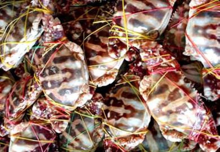 伊洛瓦底省纳不打县区生产出来的虎蟹大量输送往仰光大都市